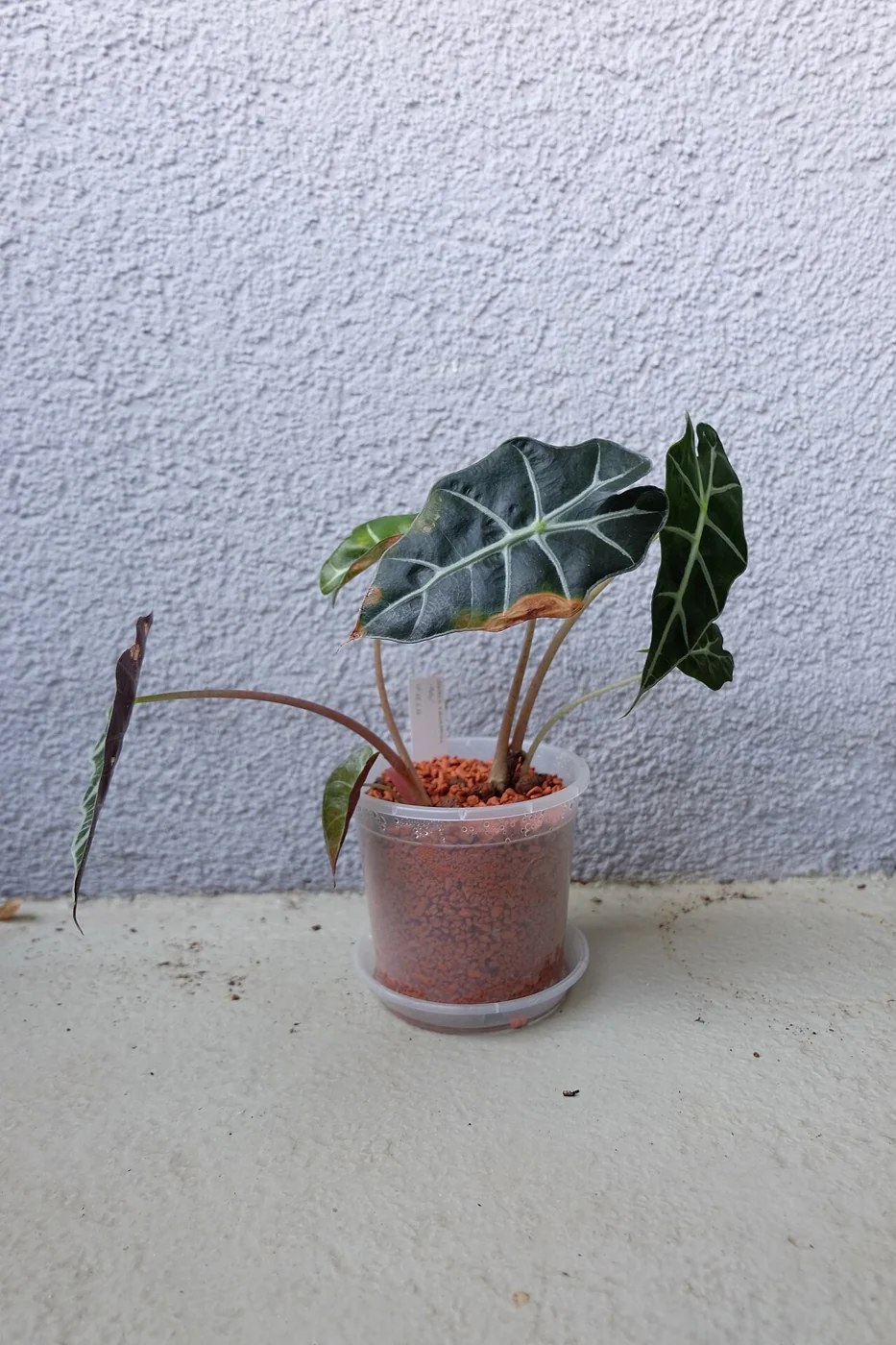 Alocasia – botanisches Art- oder Sortenbeispiel