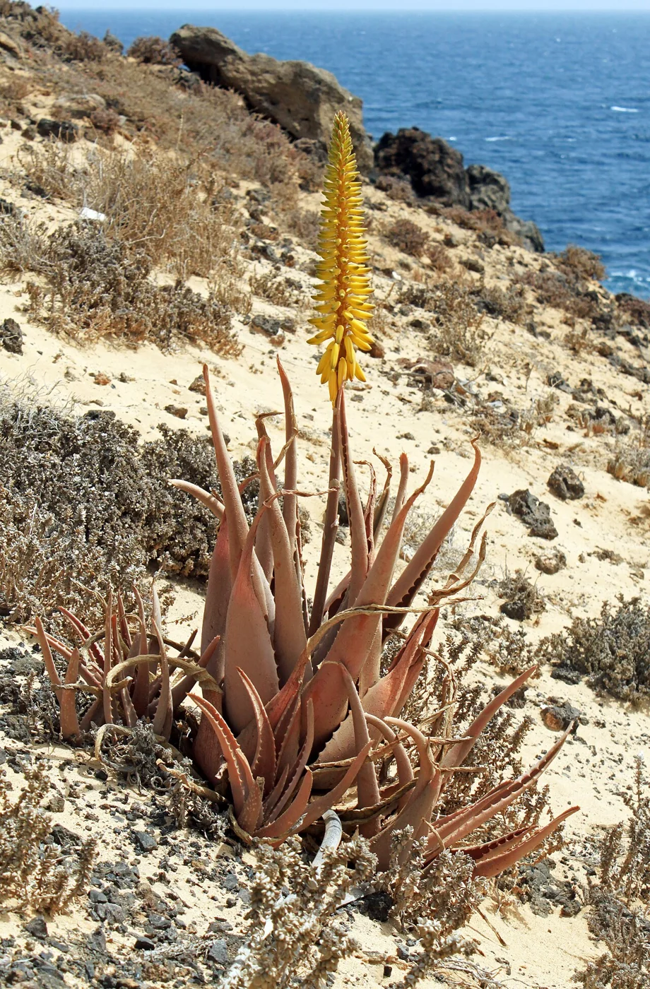 Aloe vera – botanisches Art- oder Sortenbeispiel