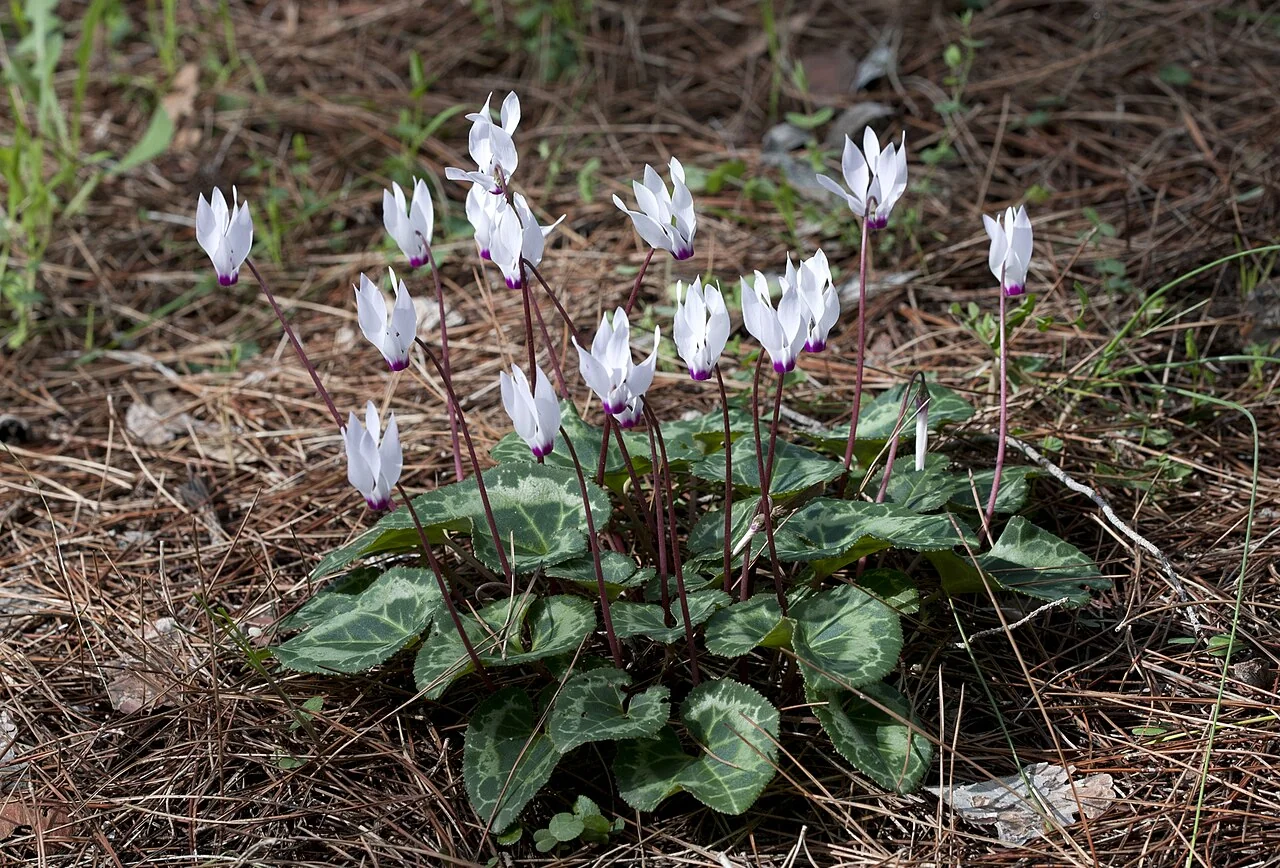 Alpenveilchen – botanisches Art- oder Sortenbeispiel