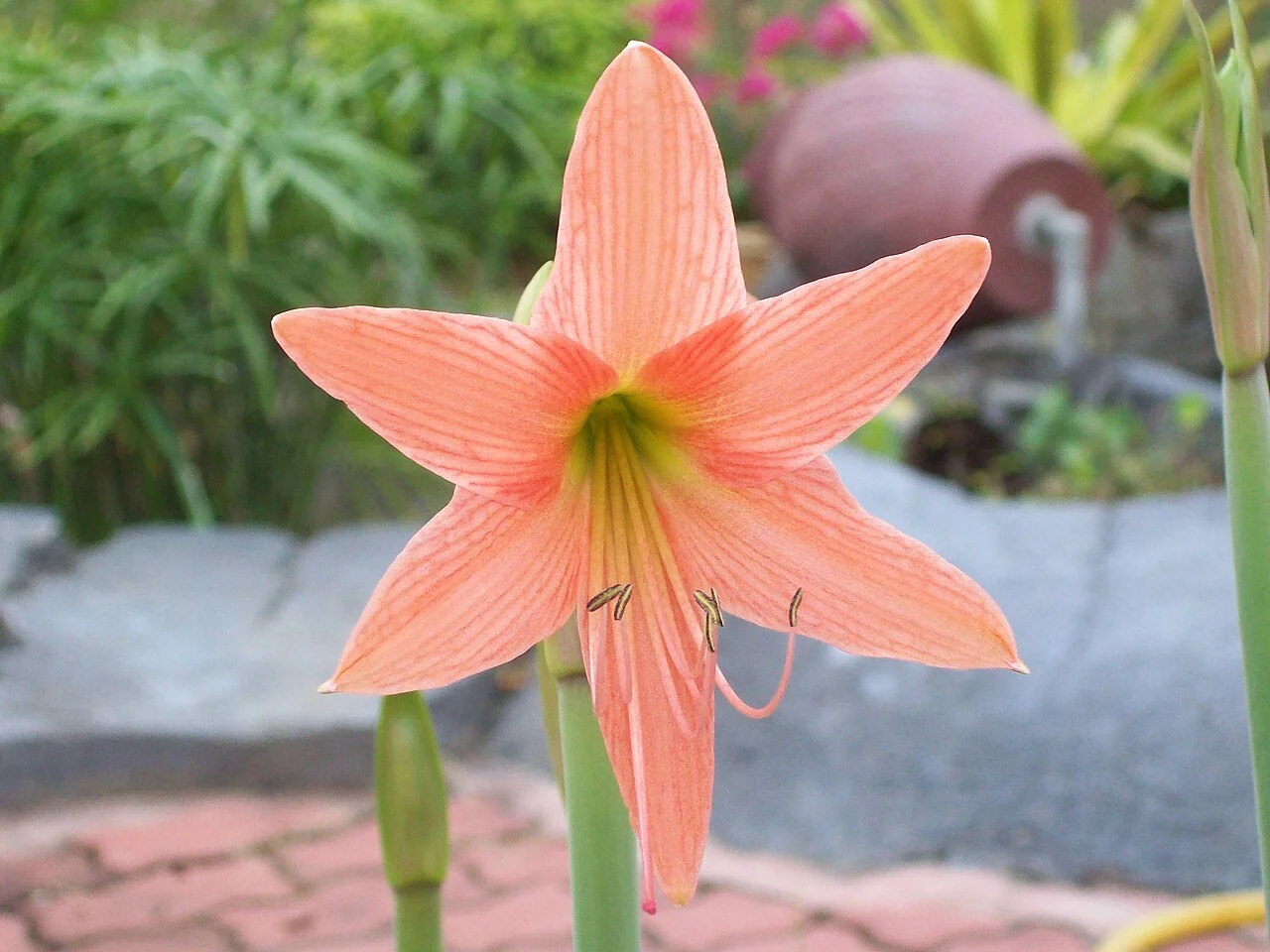 Amaryllis – botanisches Art- oder Sortenbeispiel