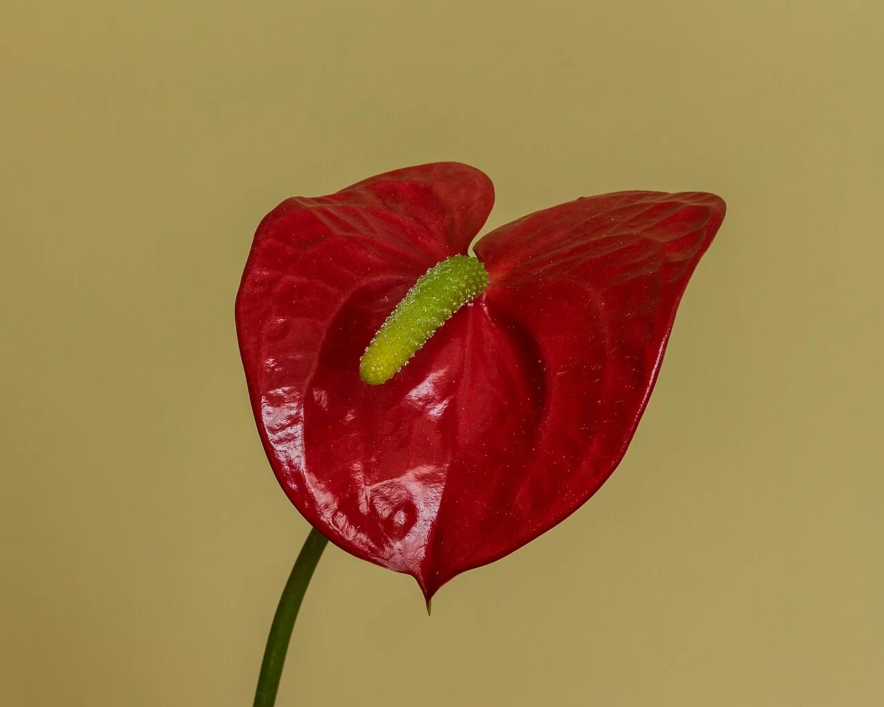 Anthurie – botanisches Art- oder Sortenbeispiel