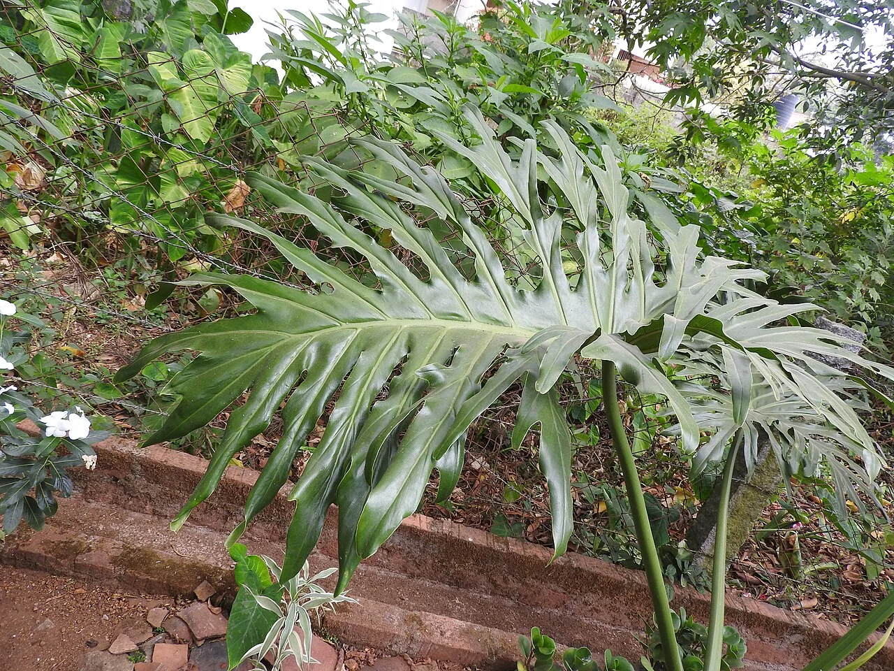 Baumfreund – botanisches Art- oder Sortenbeispiel
