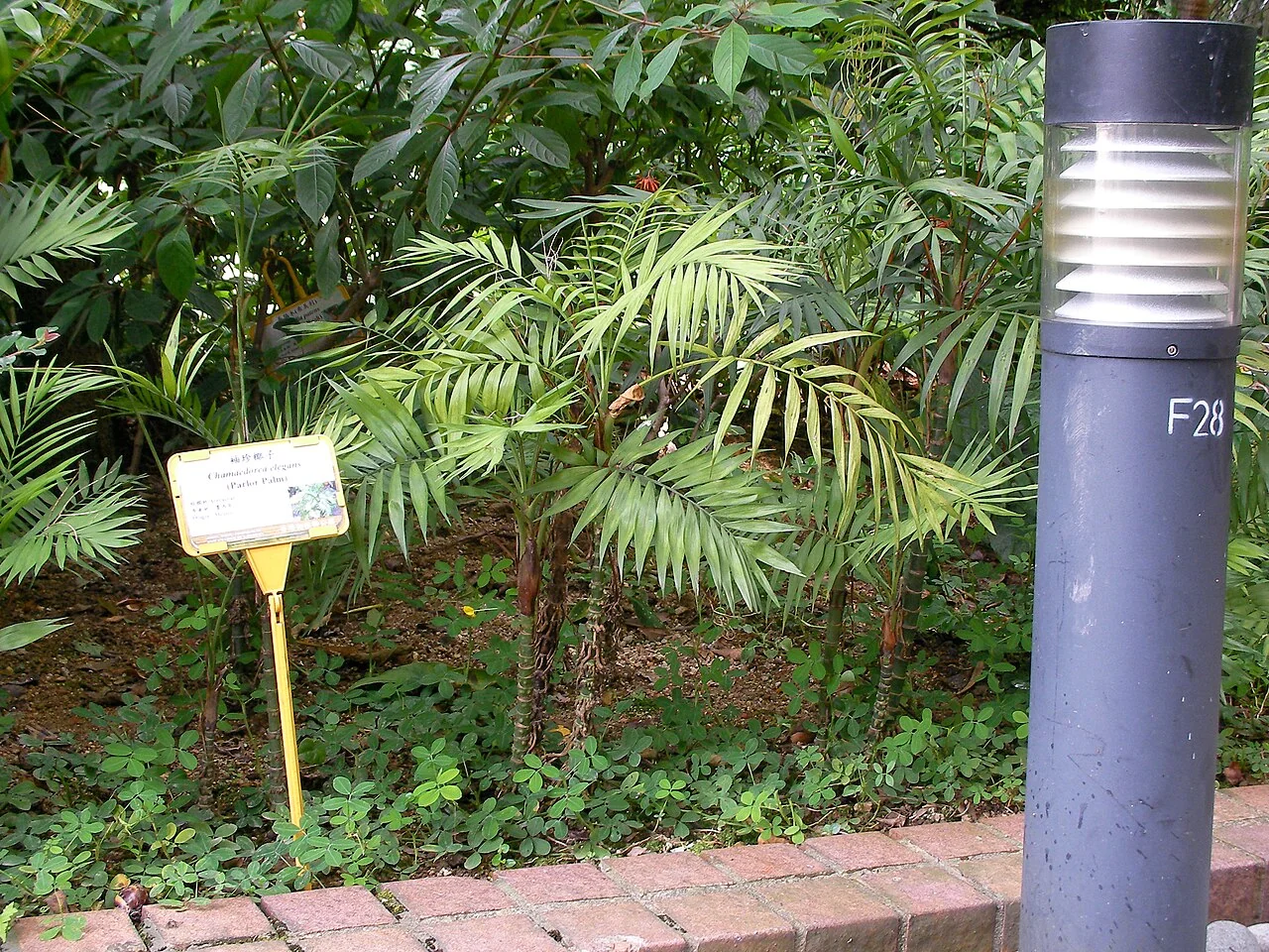 Bergpalme – botanisches Art- oder Sortenbeispiel