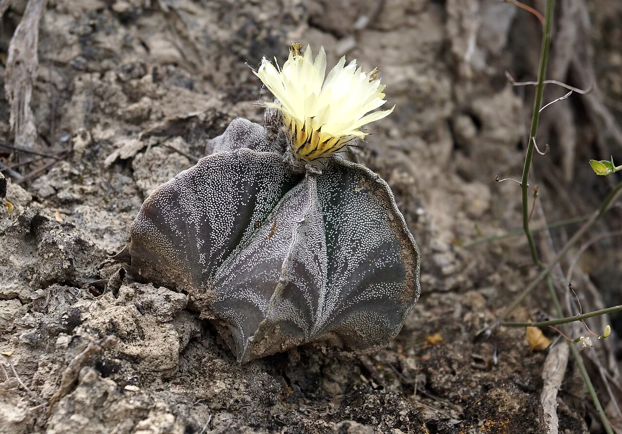 Bischofsmütze – botanisches Art- oder Sortenbeispiel