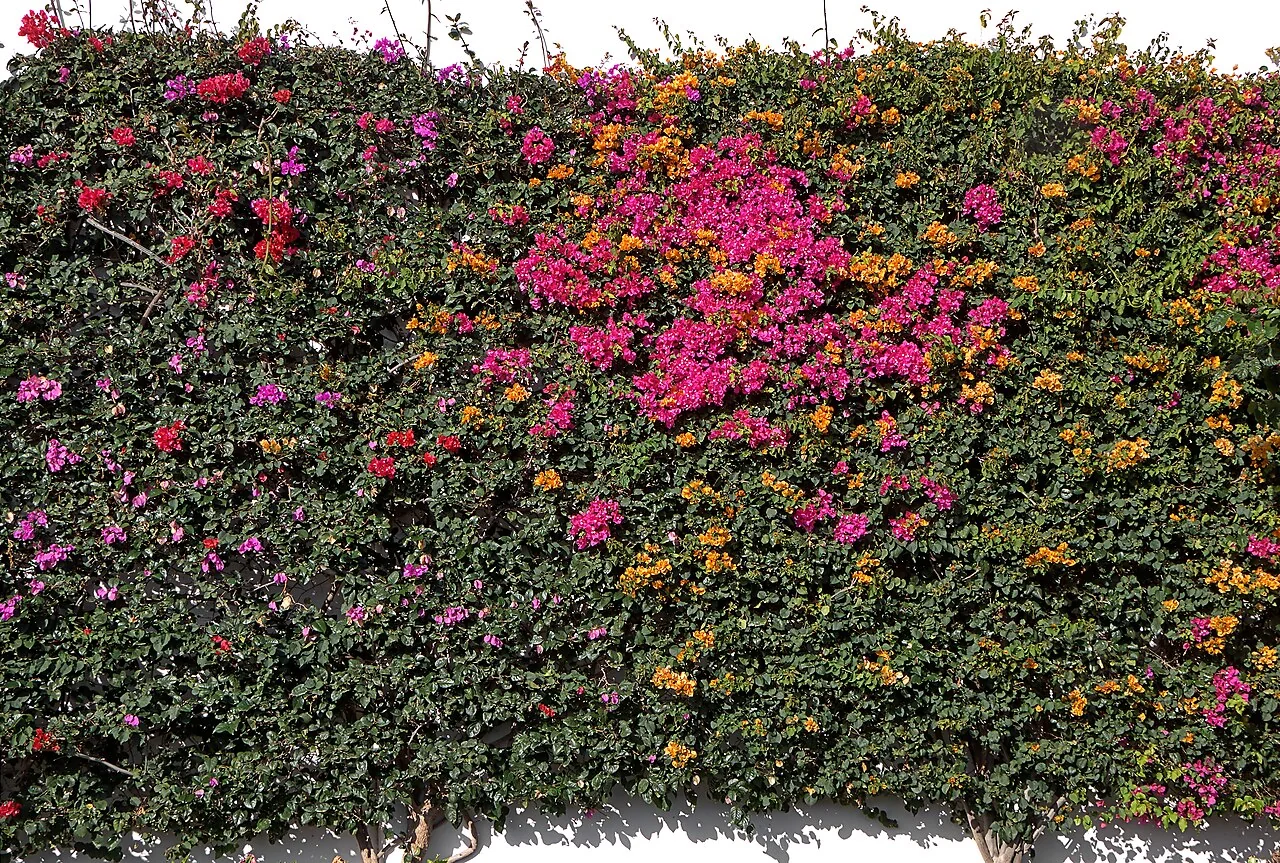 Bougainvillea – botanisches Art- oder Sortenbeispiel