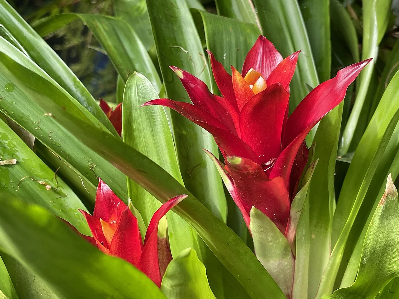 Bromelie – botanisches Art- oder Sortenbeispiel