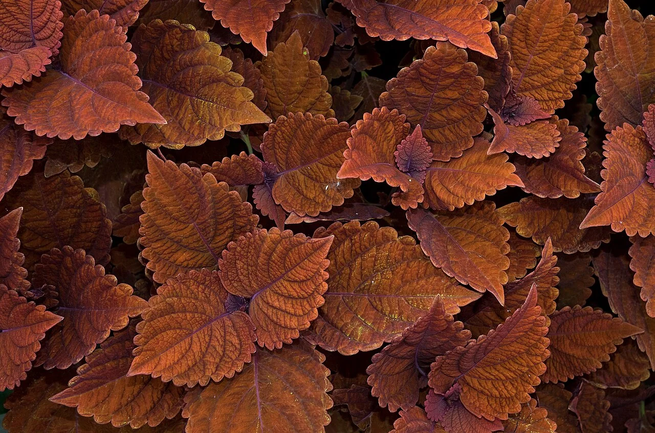 Buntnessel – botanisches Art- oder Sortenbeispiel