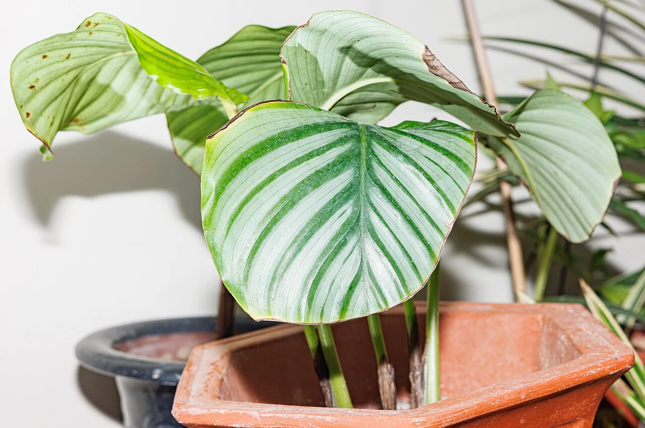 Calathea – botanisches Art- oder Sortenbeispiel