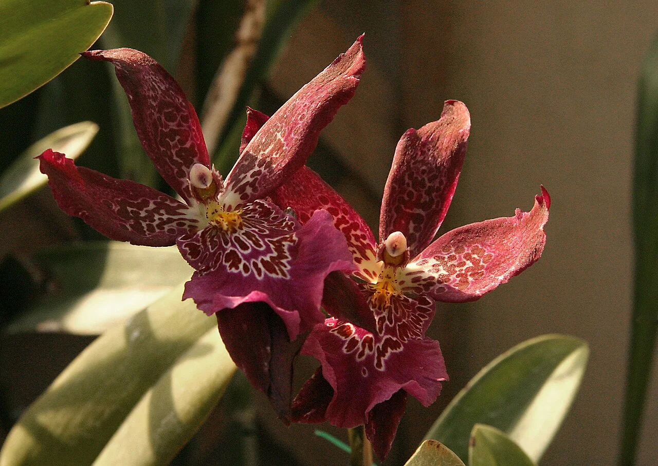 Cambria-Orchidee – botanisches Art- oder Sortenbeispiel