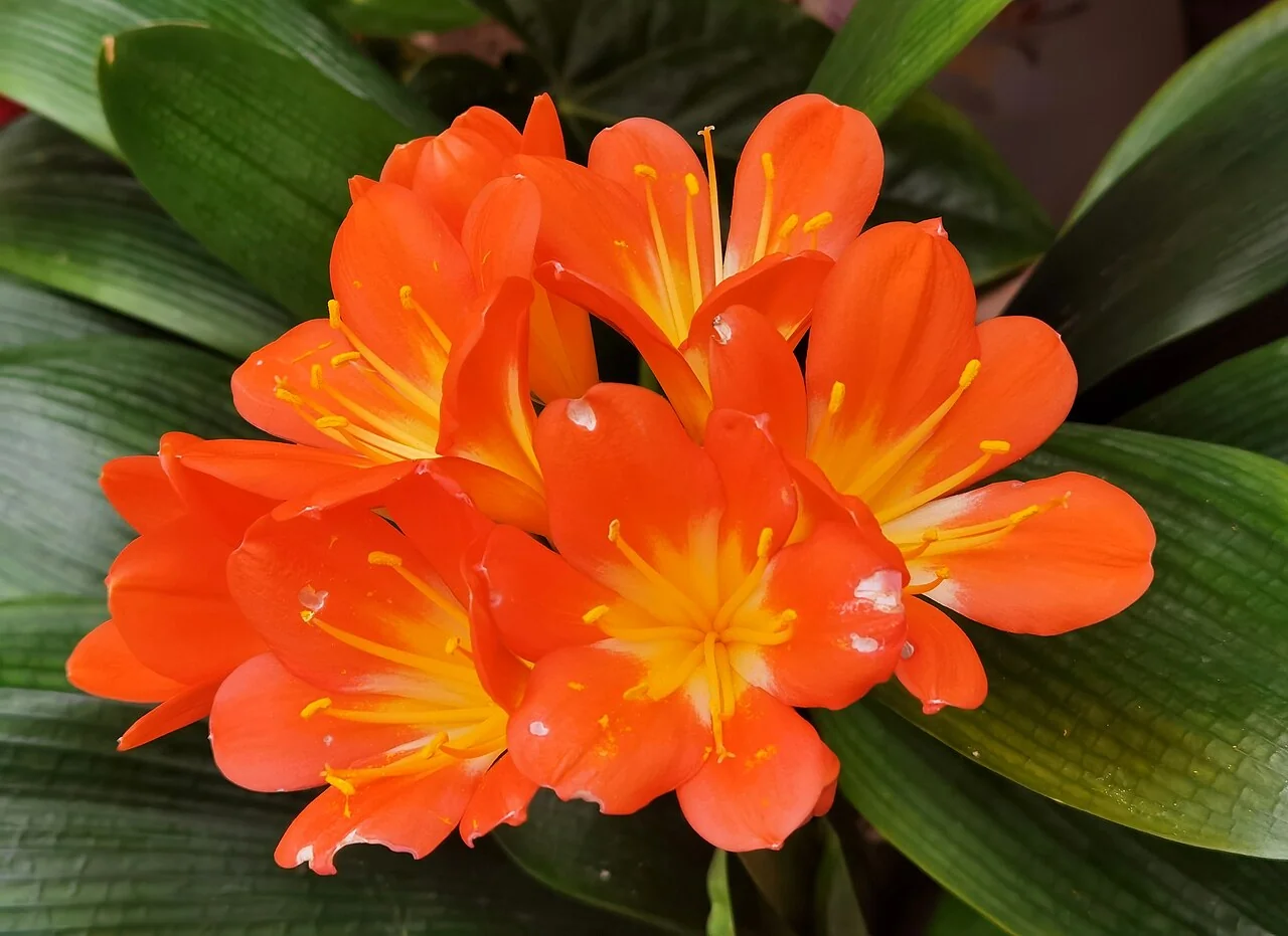 Clivie – botanisches Art- oder Sortenbeispiel