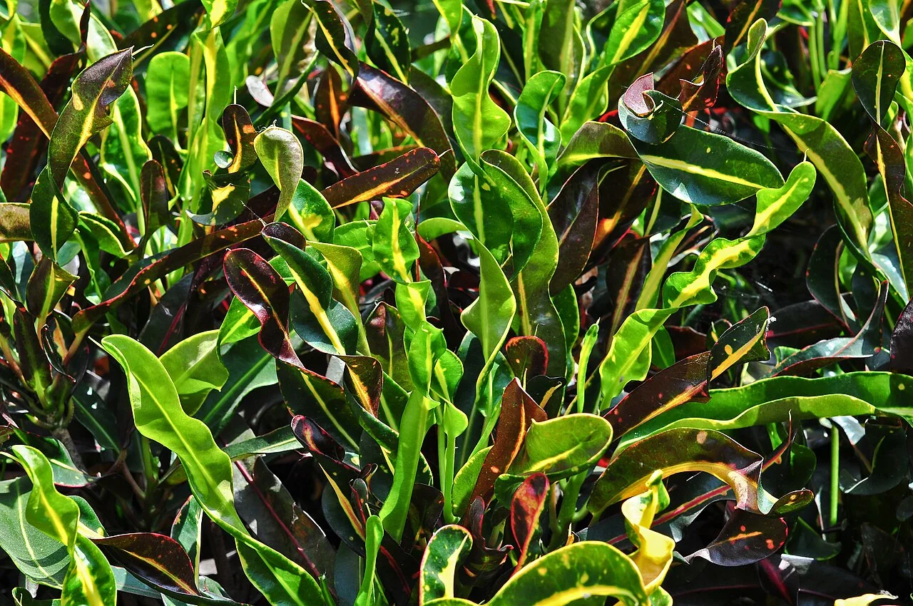 Croton – botanisches Art- oder Sortenbeispiel