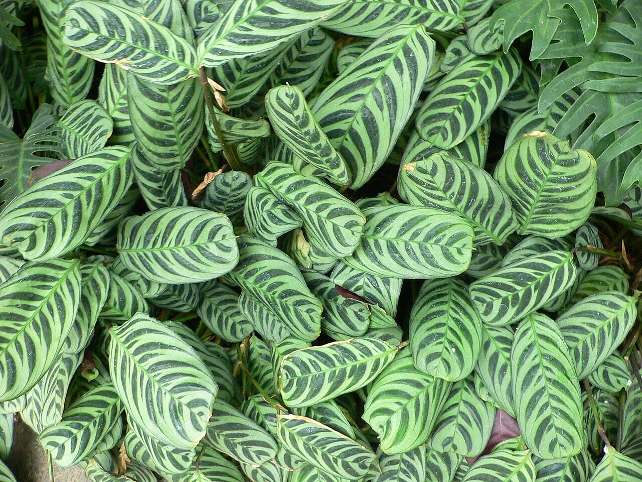 Ctenanthe – botanisches Art- oder Sortenbeispiel