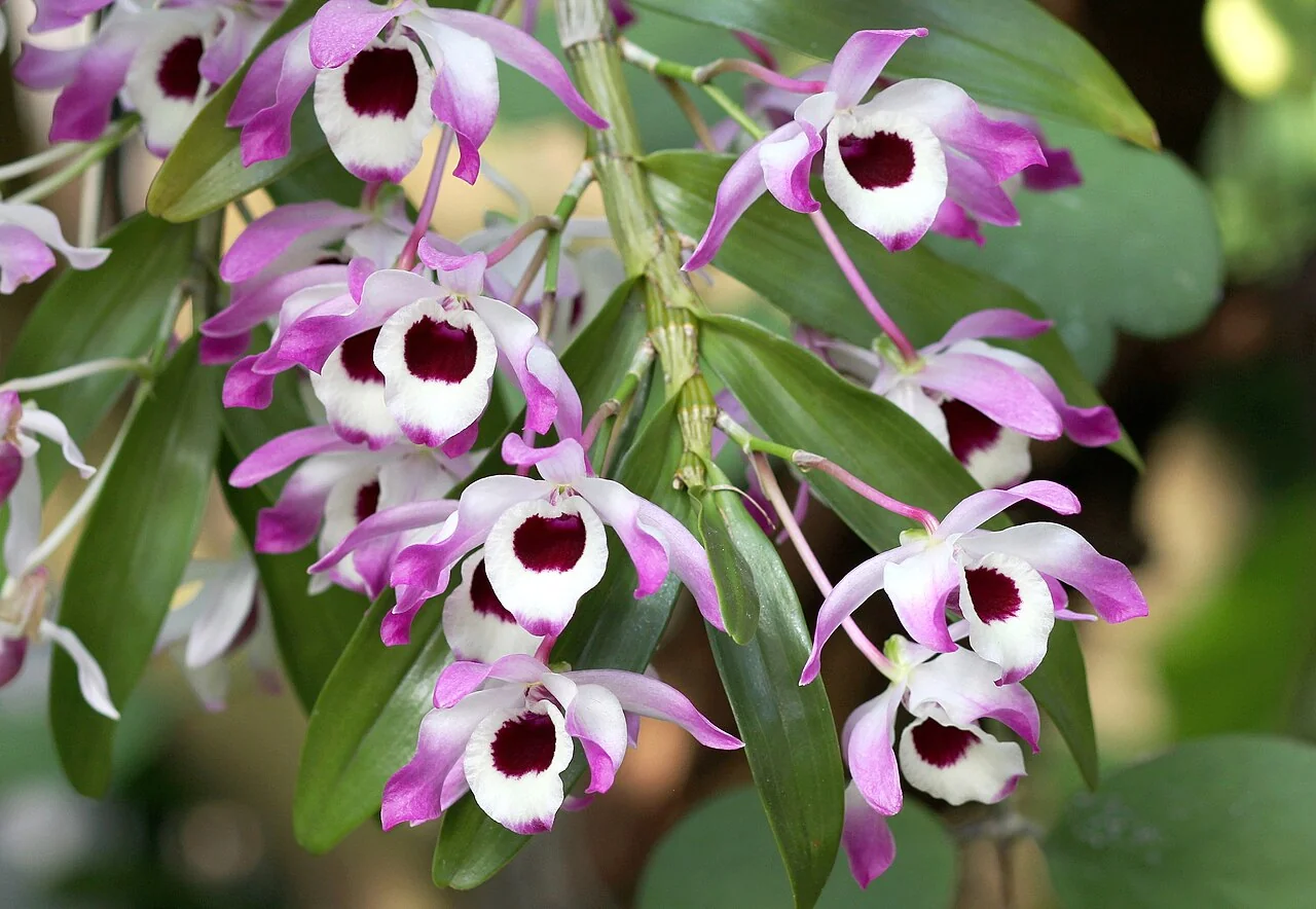 Dendrobium – botanisches Art- oder Sortenbeispiel