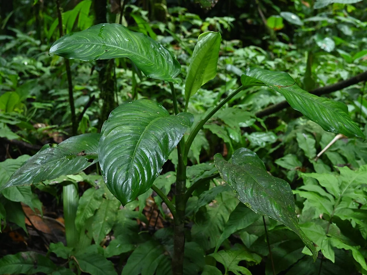 Dieffenbachie – botanisches Art- oder Sortenbeispiel