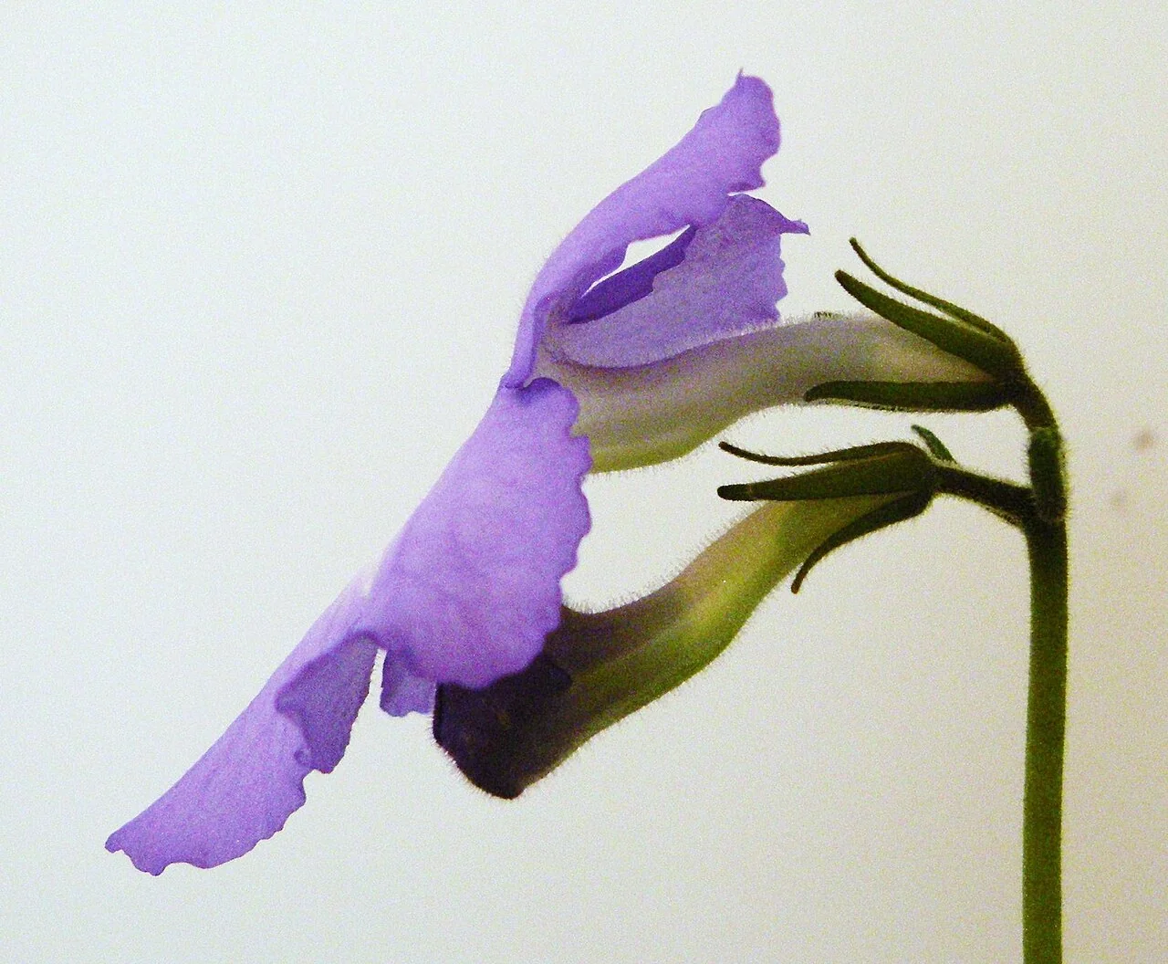 Drehfrucht – botanisches Art- oder Sortenbeispiel
