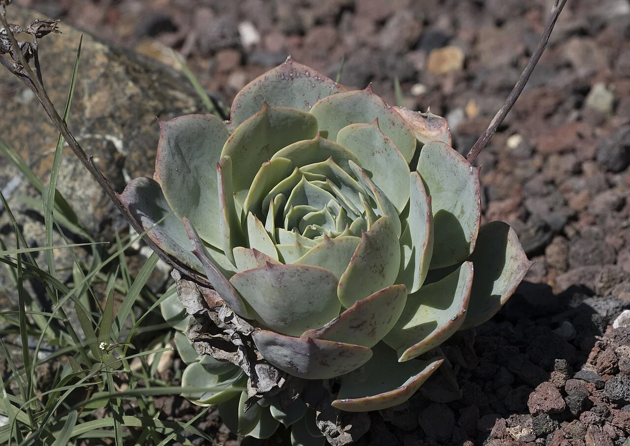 Echeverie – botanisches Art- oder Sortenbeispiel