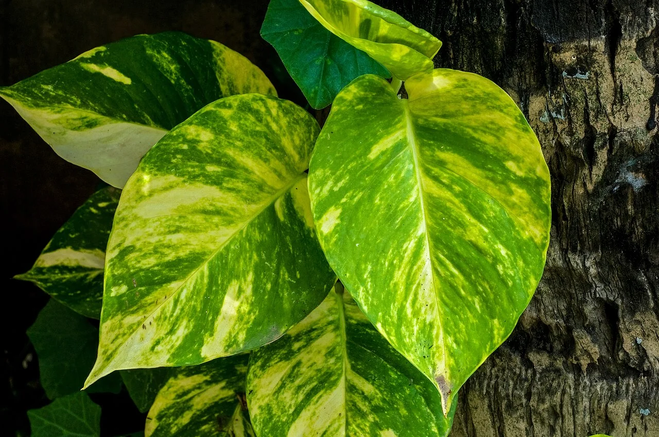 Efeutute – botanisches Art- oder Sortenbeispiel