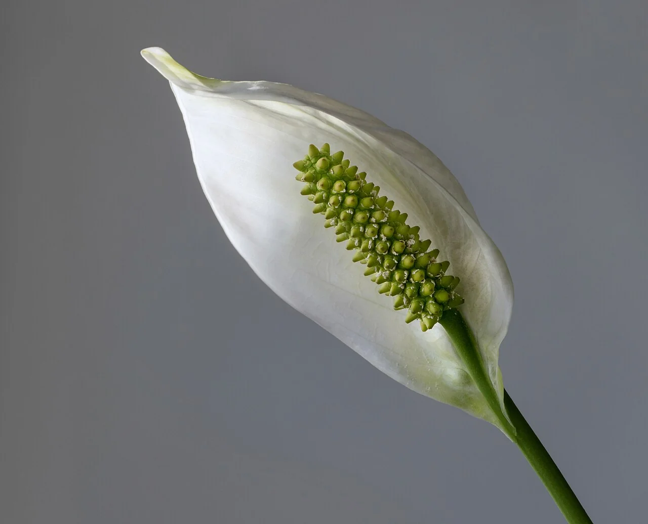 Einblatt – botanisches Art- oder Sortenbeispiel