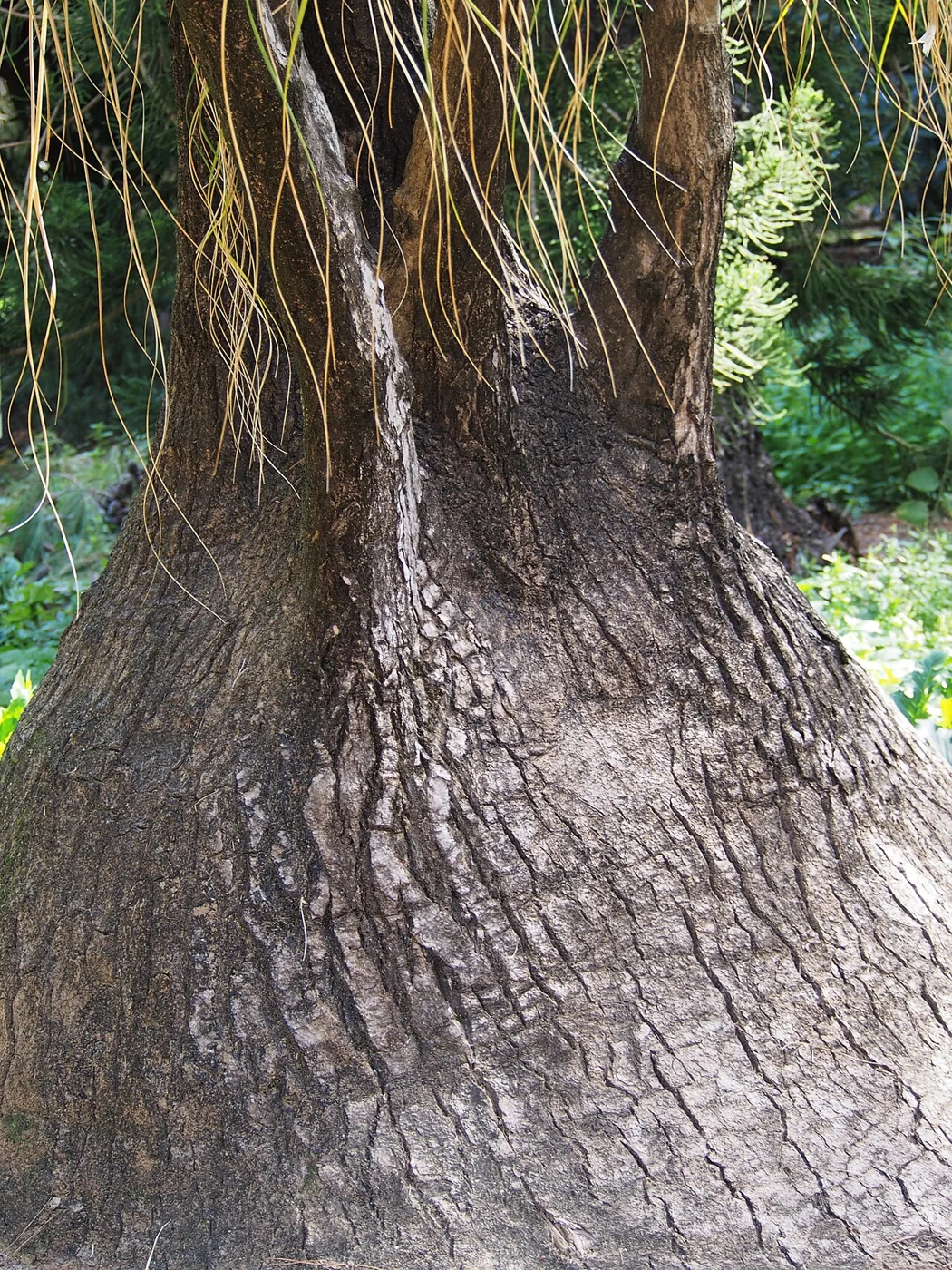 Elefantenfuß – botanisches Art- oder Sortenbeispiel