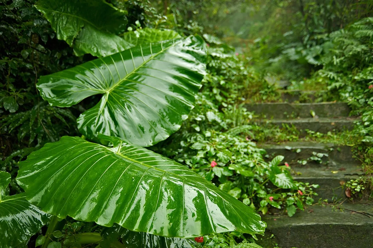 Elefantenohr – botanisches Art- oder Sortenbeispiel