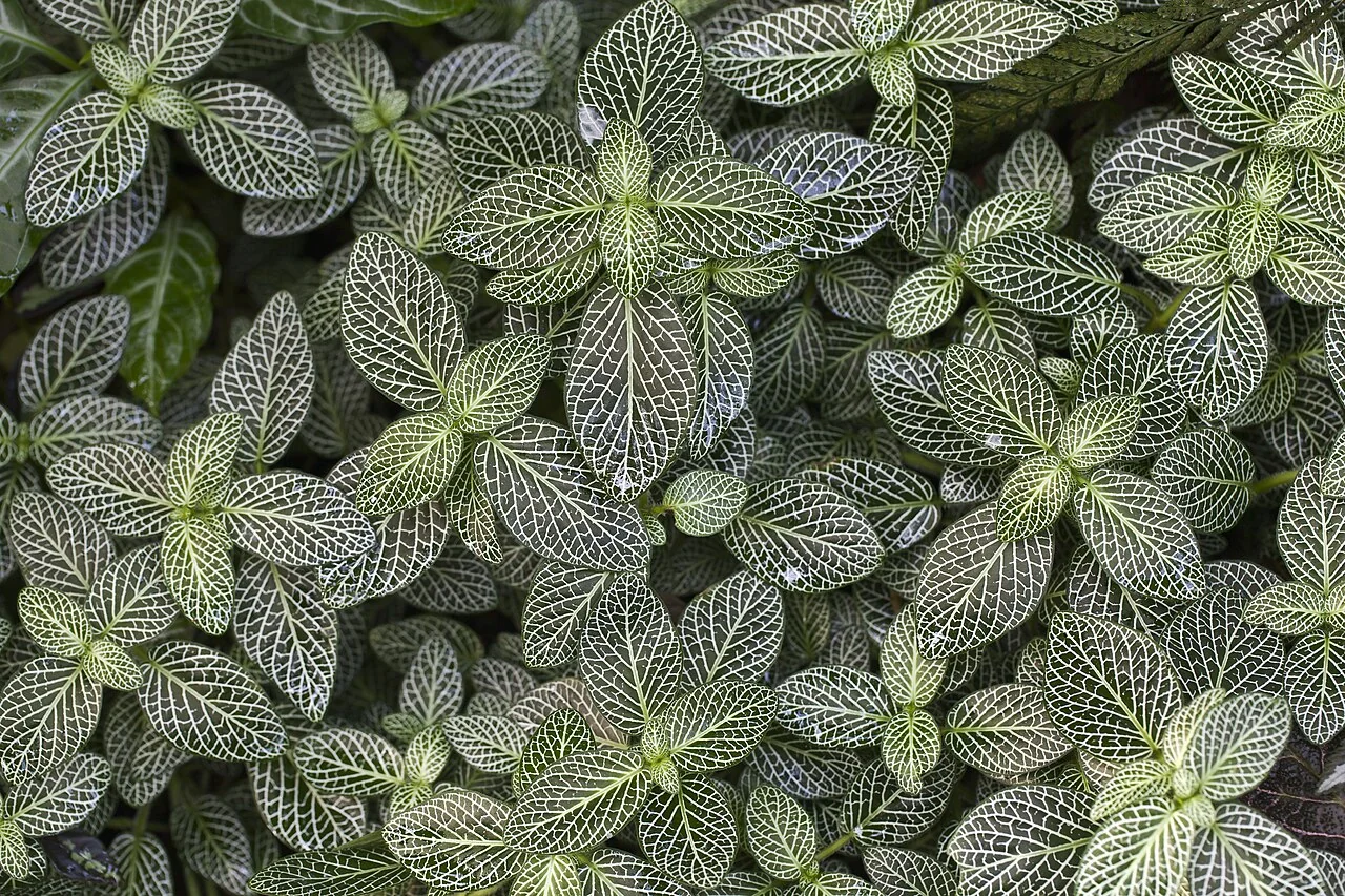 Fittonie – botanisches Art- oder Sortenbeispiel