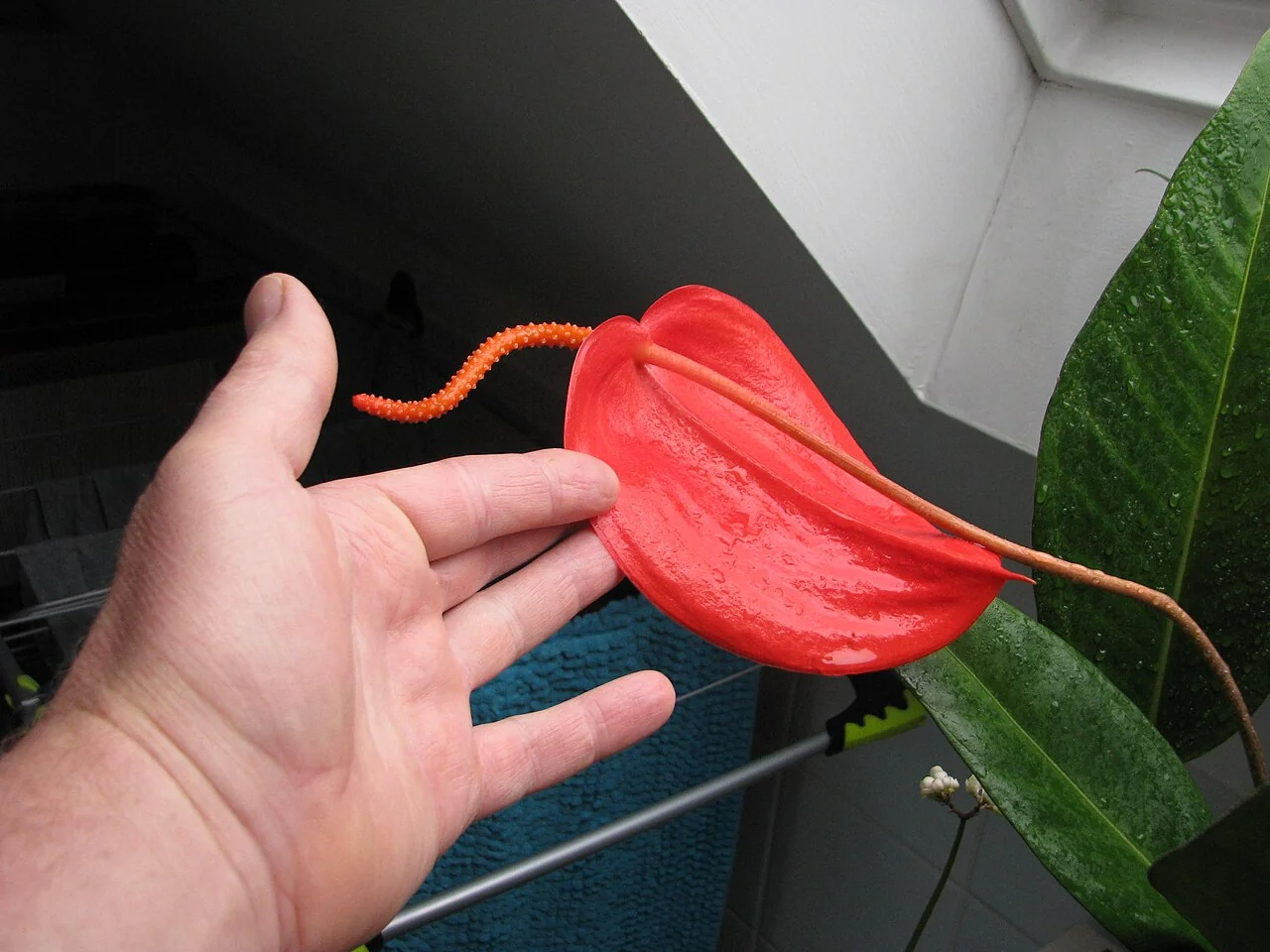 Flamingoblume – botanisches Art- oder Sortenbeispiel