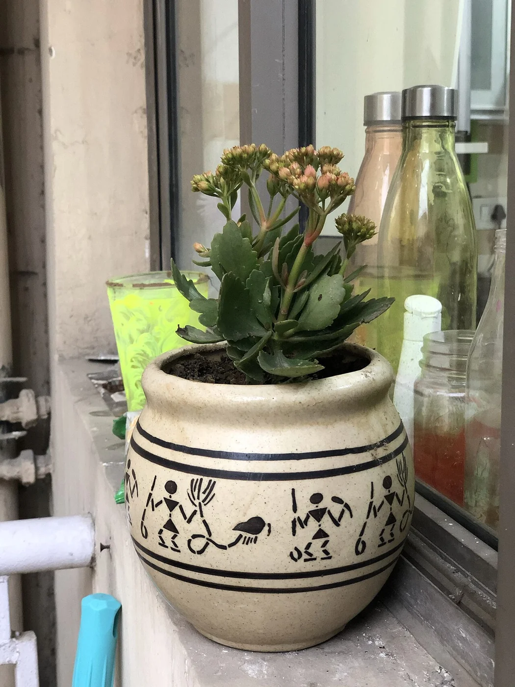 Flammendes Käthchen – botanisches Art- oder Sortenbeispiel