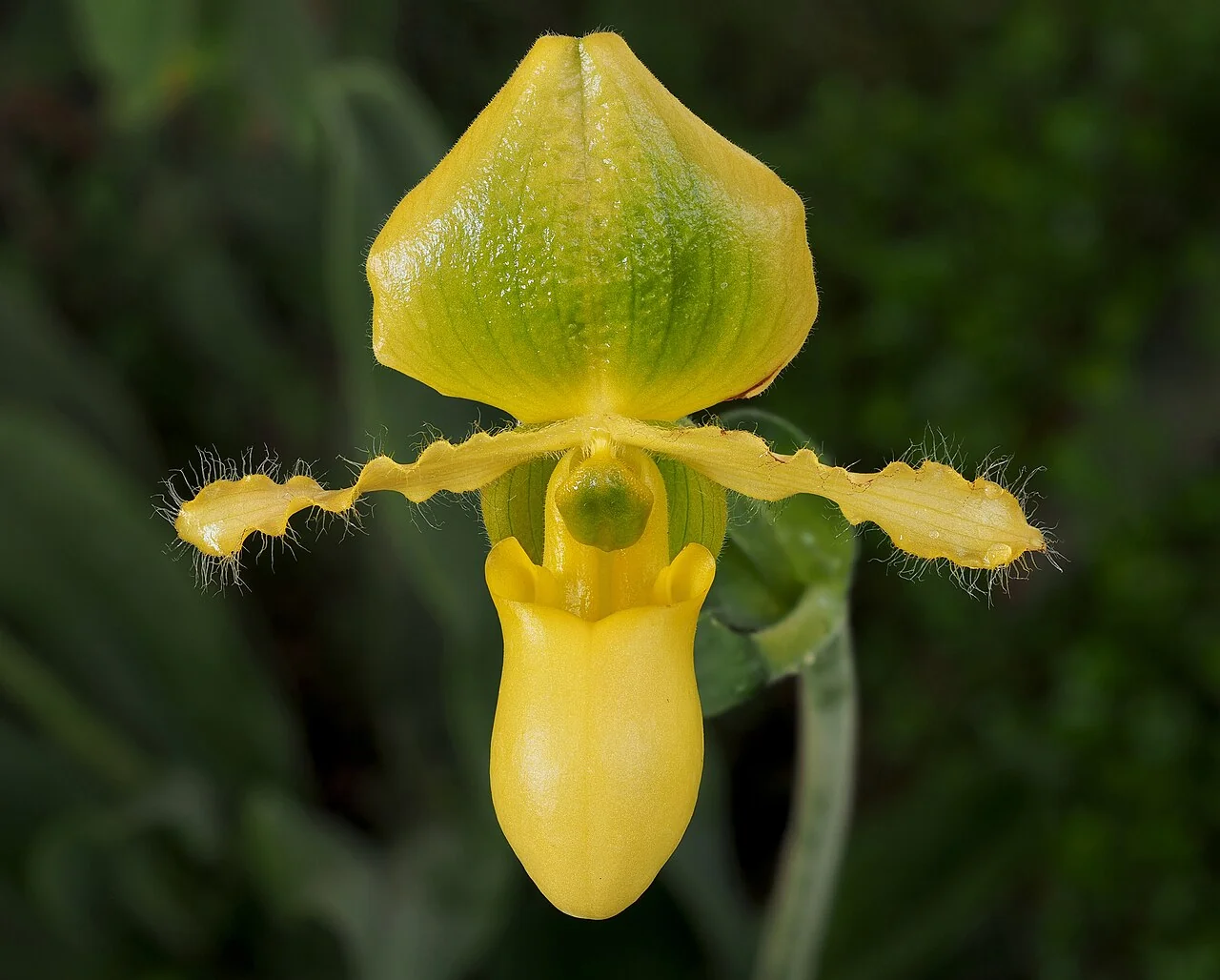 Frauenschuh – botanisches Art- oder Sortenbeispiel