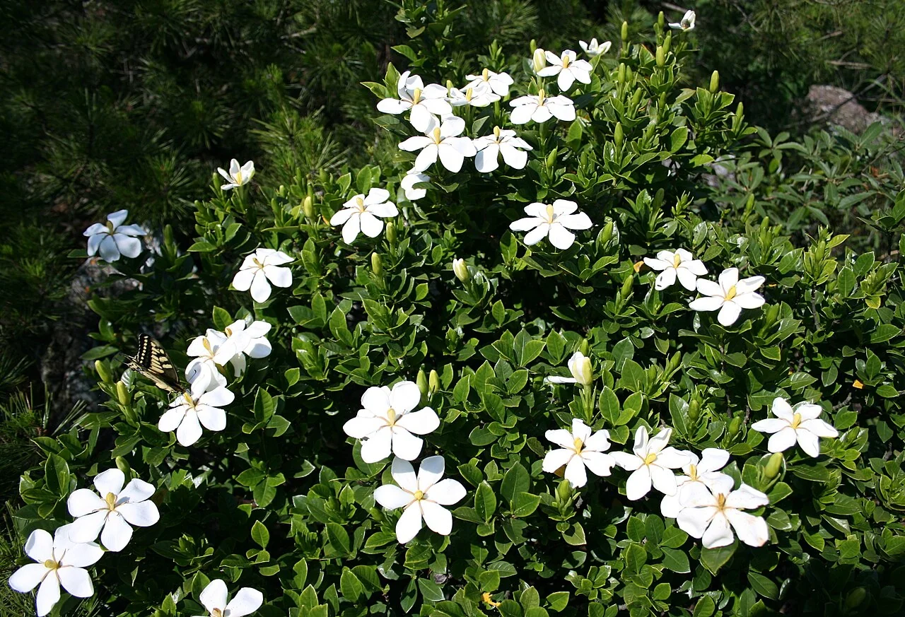 Gardenie – botanisches Art- oder Sortenbeispiel