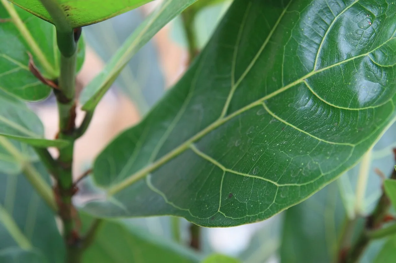 Geigenfeige – botanisches Art- oder Sortenbeispiel
