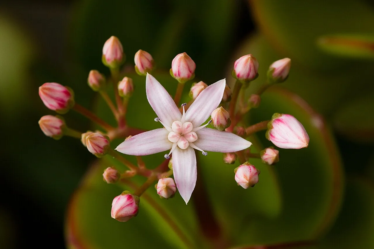 Geldbaum – botanisches Art- oder Sortenbeispiel