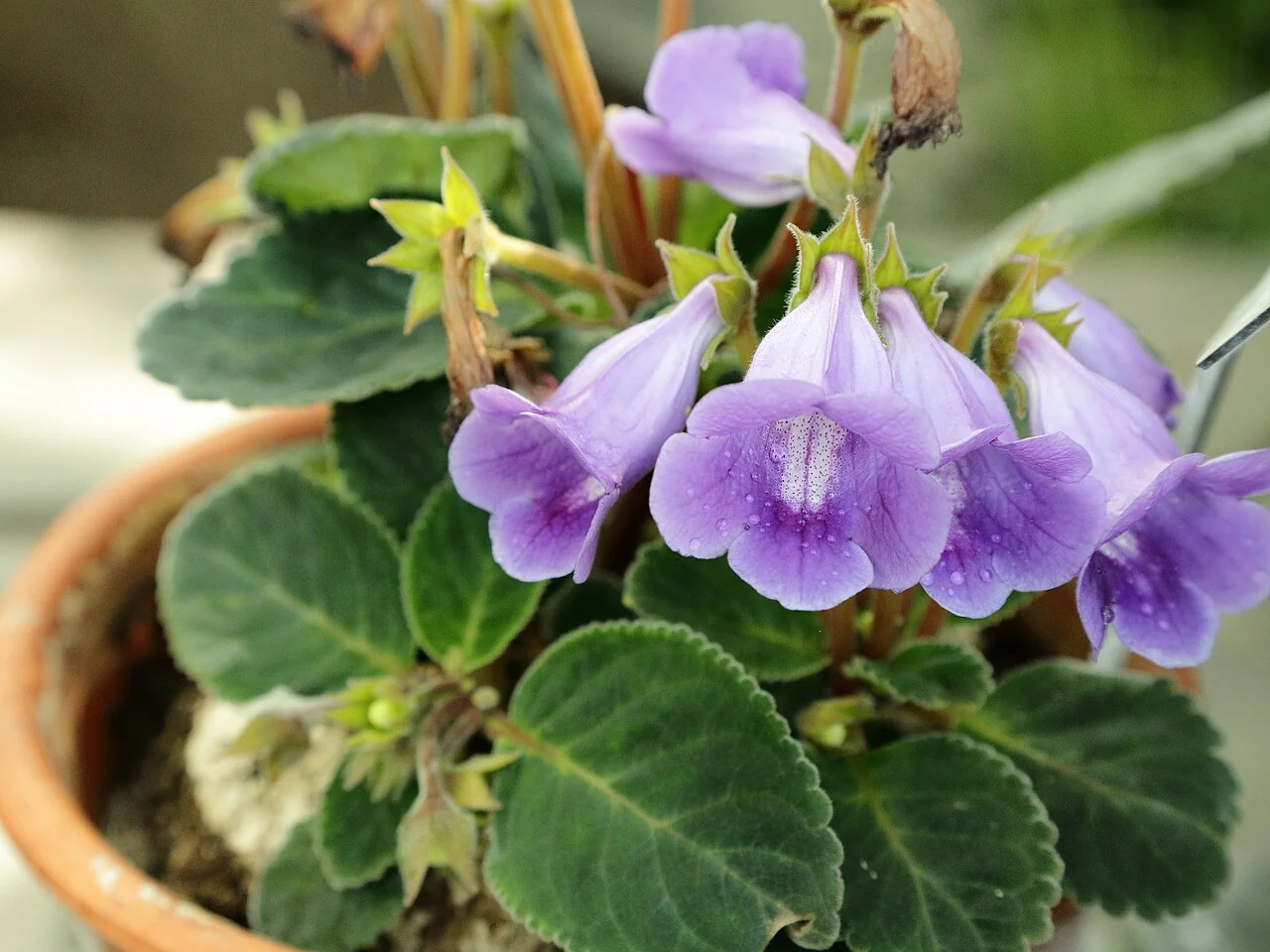 Gloxinie – botanisches Art- oder Sortenbeispiel