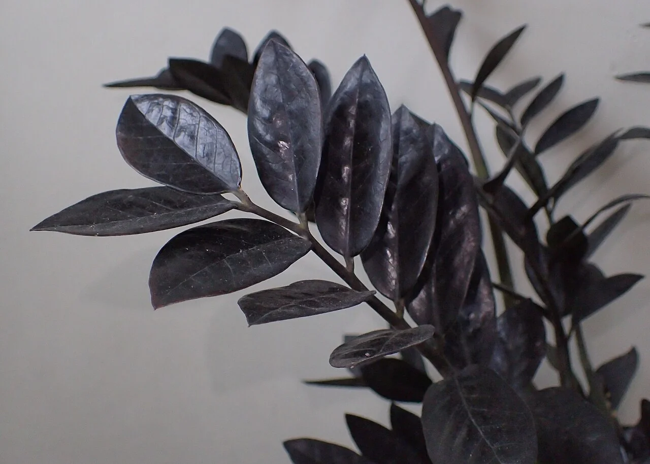 Glücksfeder – botanisches Art- oder Sortenbeispiel
