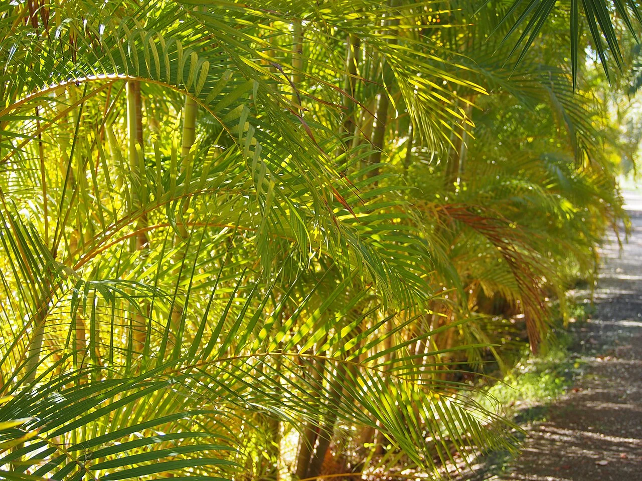 Goldfruchtpalme – botanisches Art- oder Sortenbeispiel
