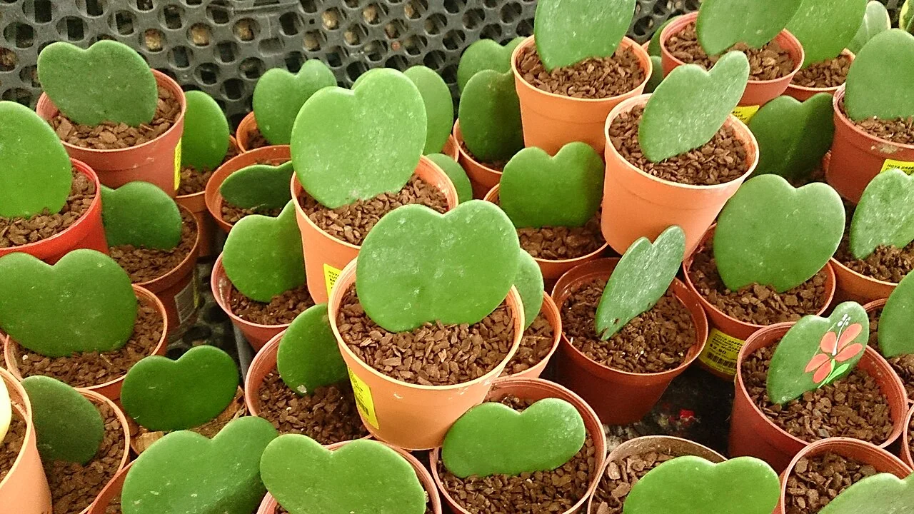 Herz-Hoya – botanisches Art- oder Sortenbeispiel