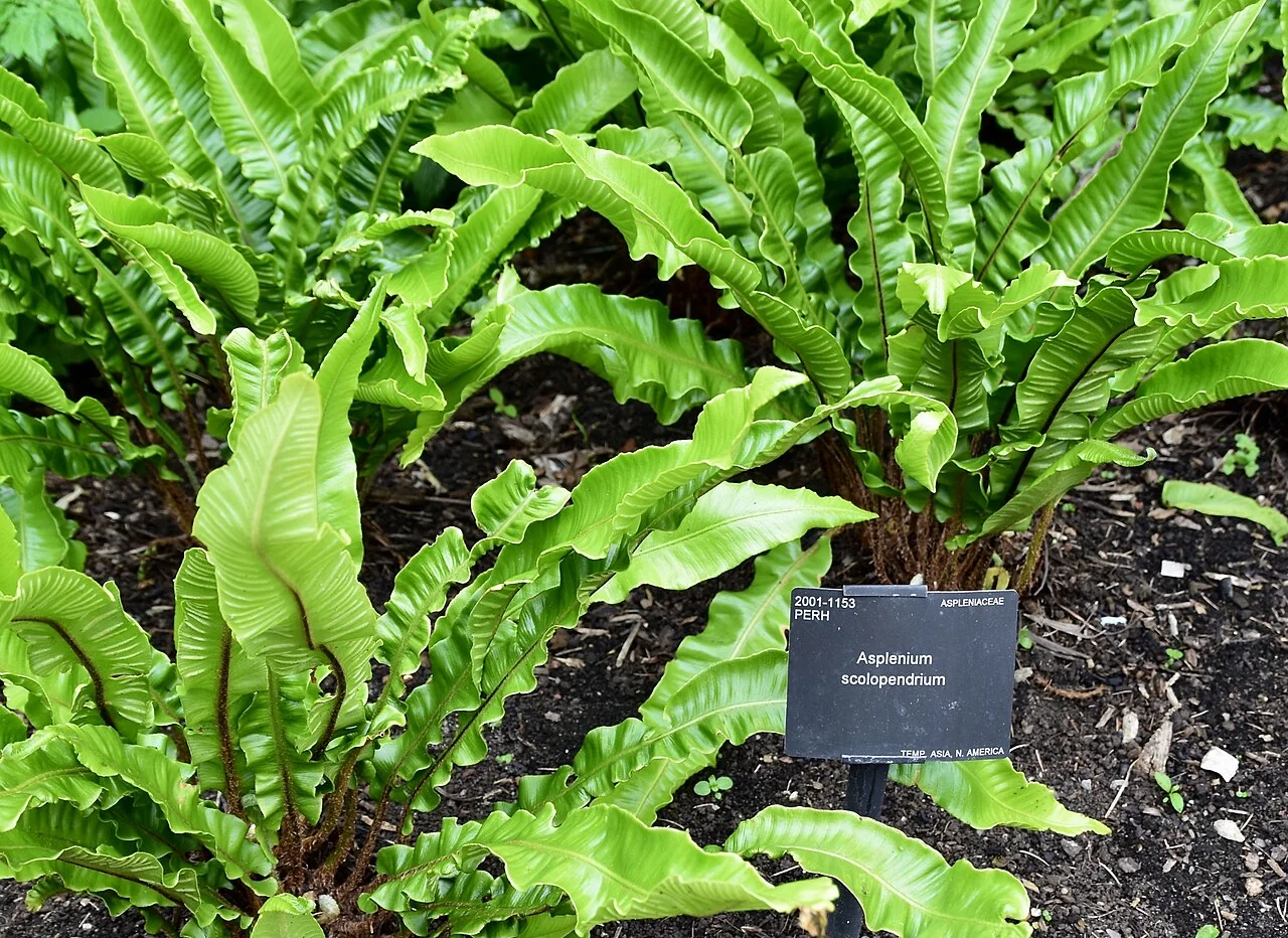 Hirschzungenfarn – botanisches Art- oder Sortenbeispiel