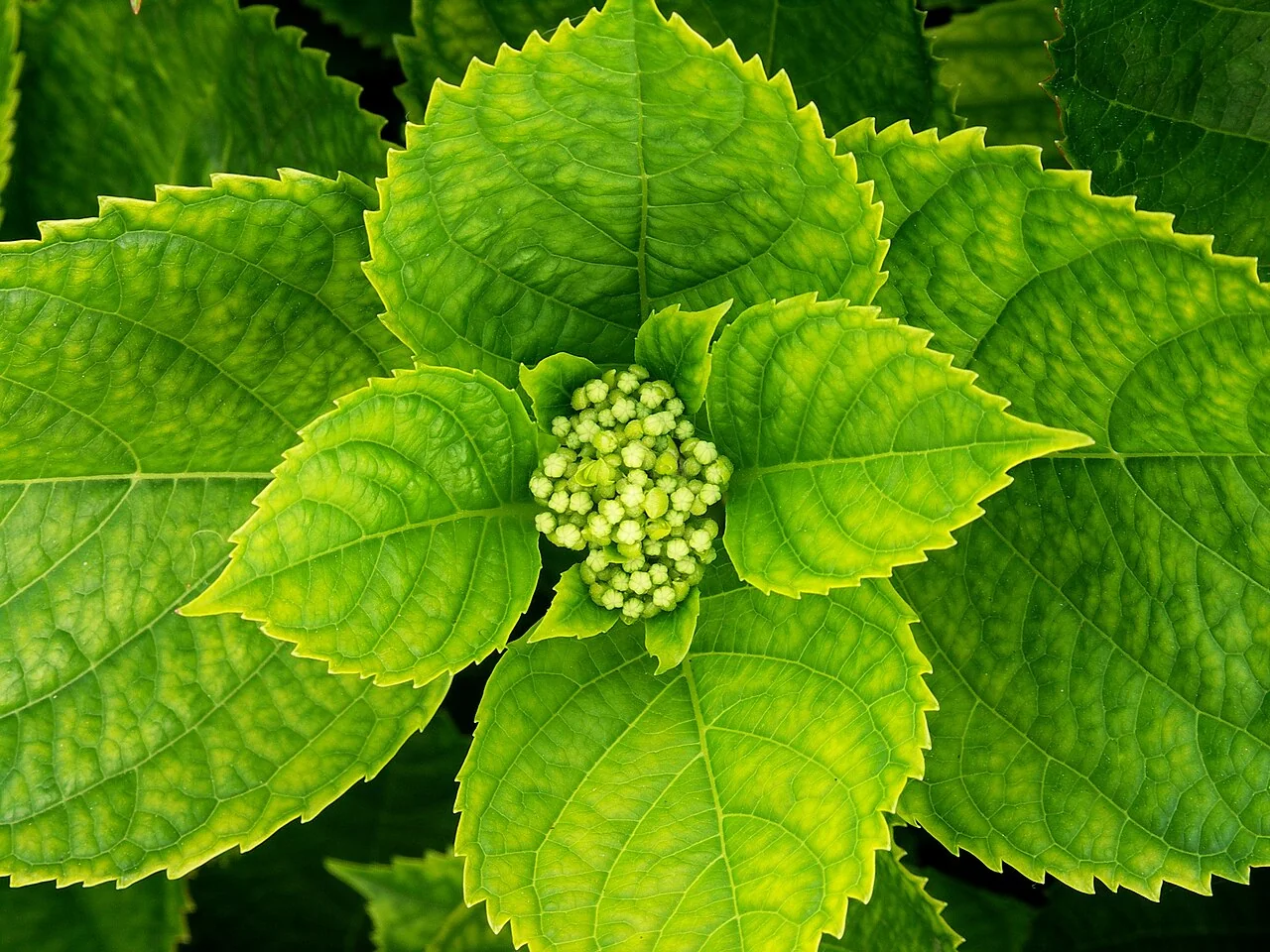 Hortensie – botanisches Art- oder Sortenbeispiel