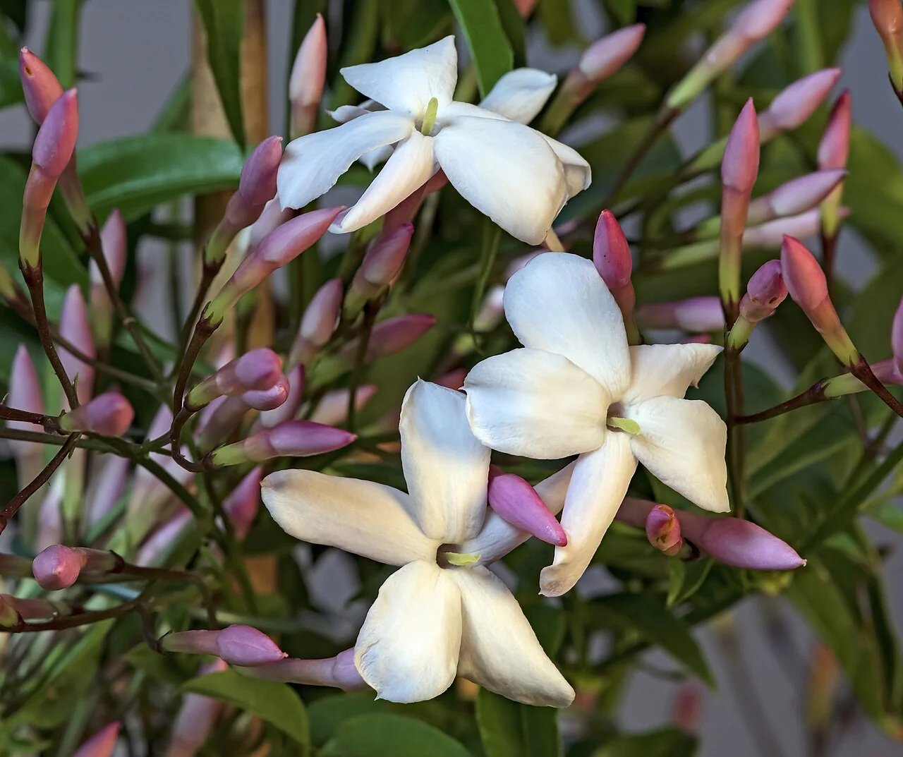 Jasmin – botanisches Art- oder Sortenbeispiel