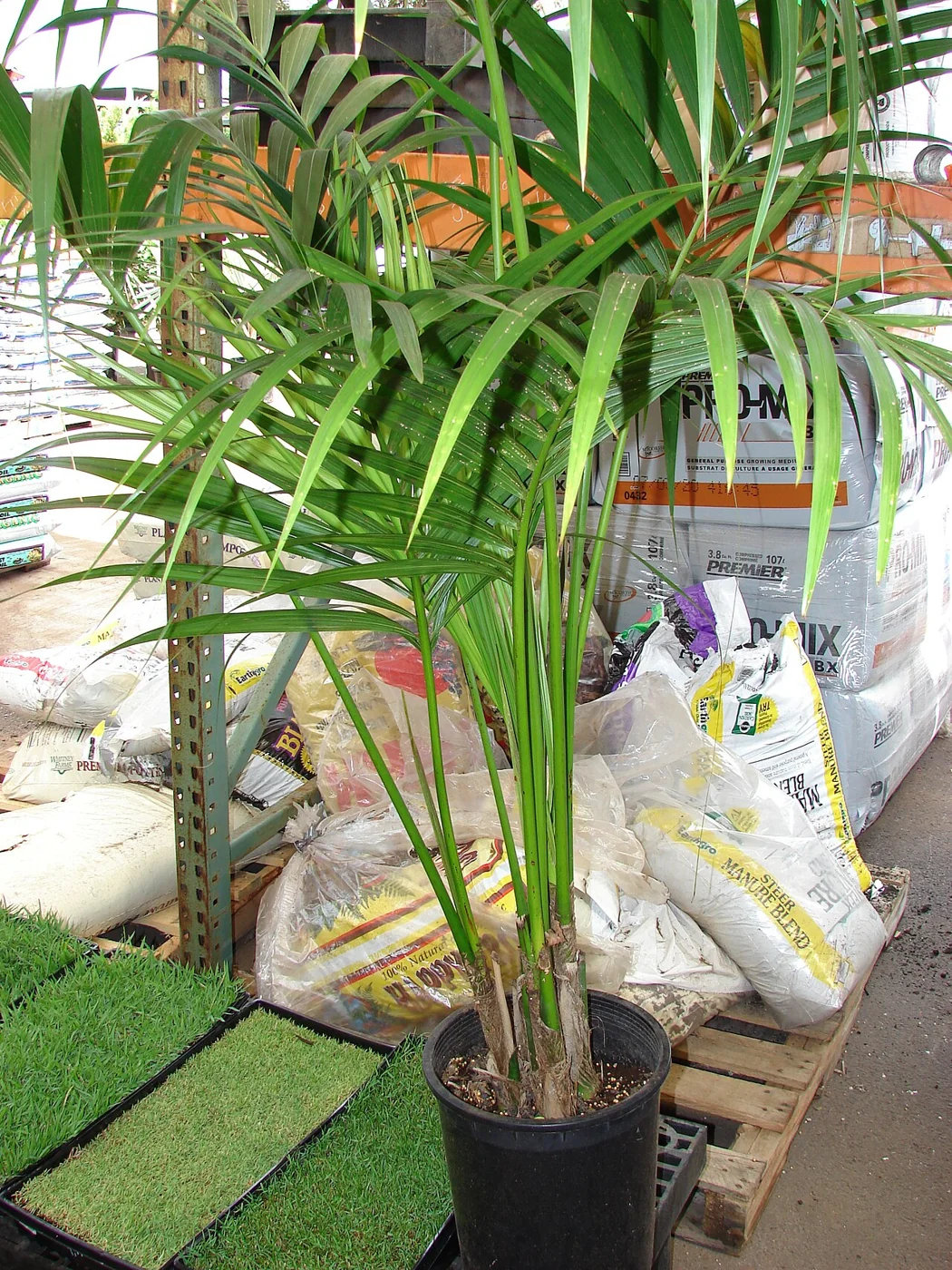 Kentiapalme – botanisches Art- oder Sortenbeispiel