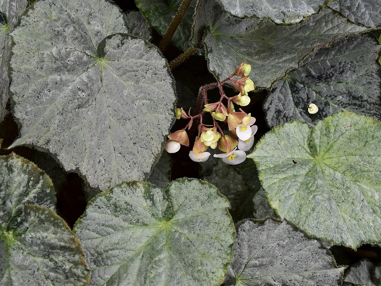 Königsbegonie – botanisches Art- oder Sortenbeispiel