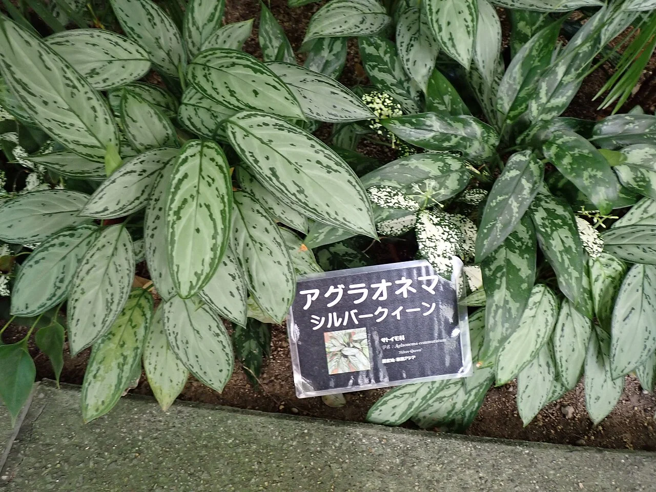 Kolbenfaden – botanisches Art- oder Sortenbeispiel