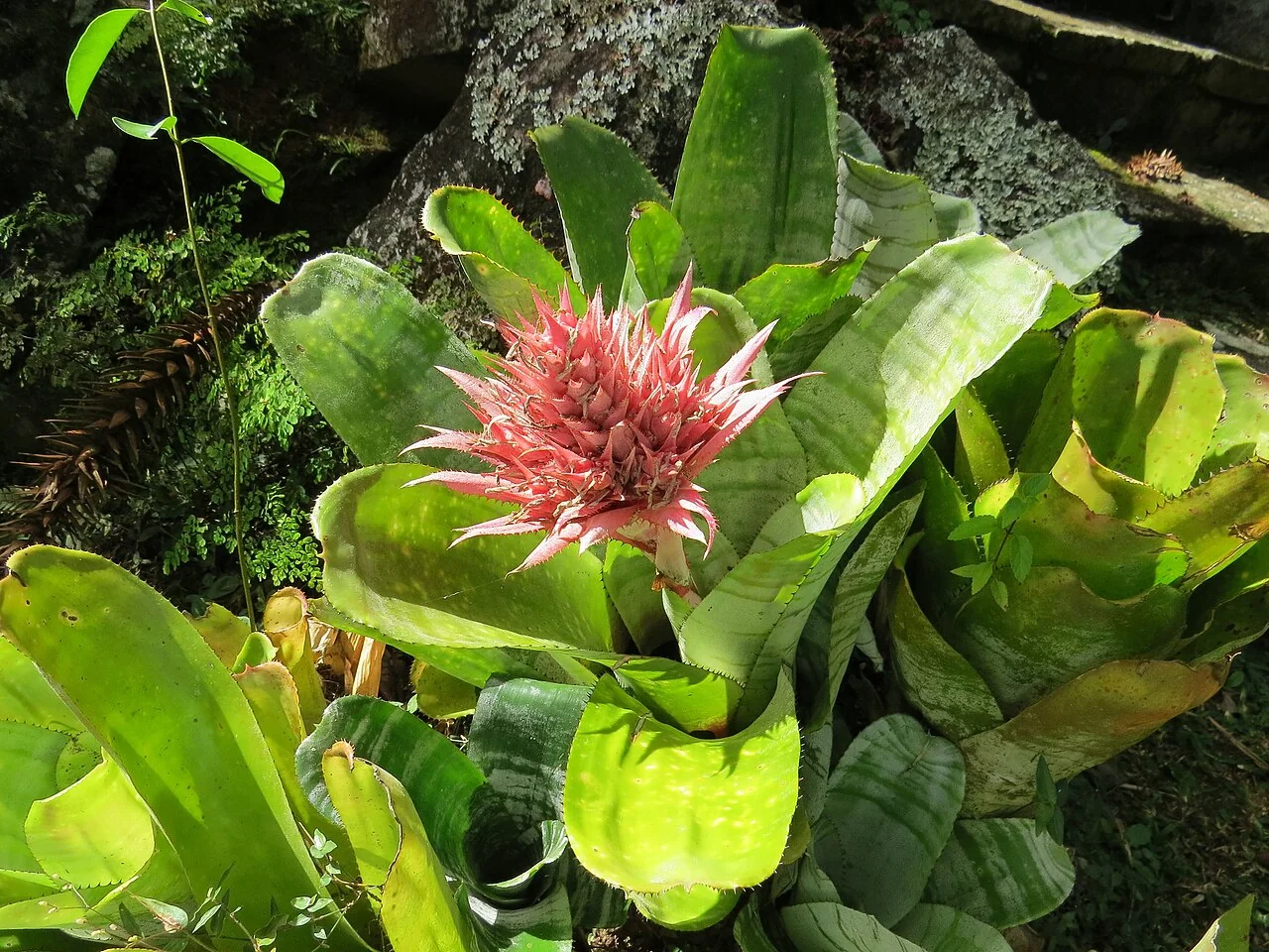 Lanzenrosette – botanisches Art- oder Sortenbeispiel