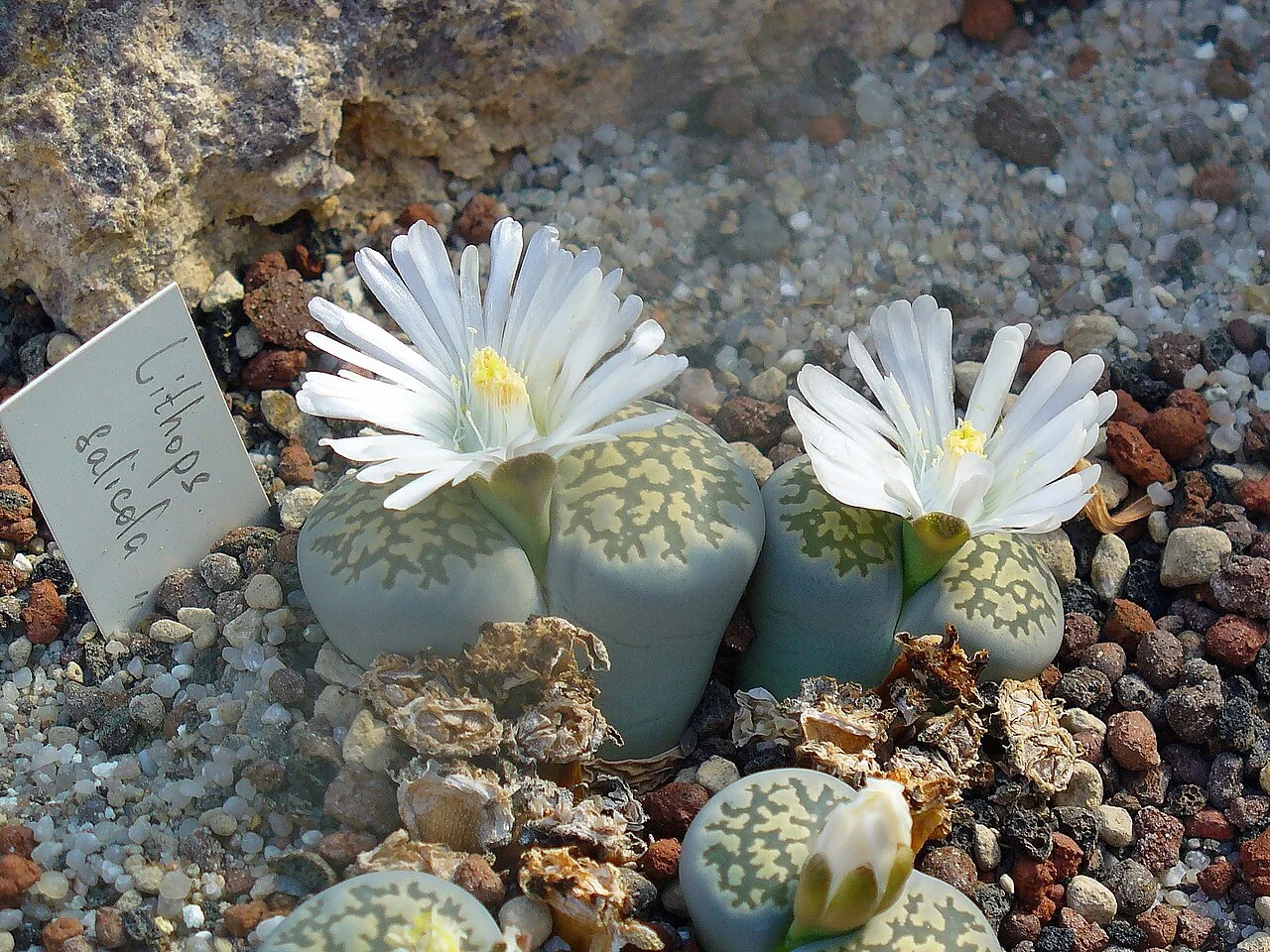Lebende Steine – botanisches Art- oder Sortenbeispiel