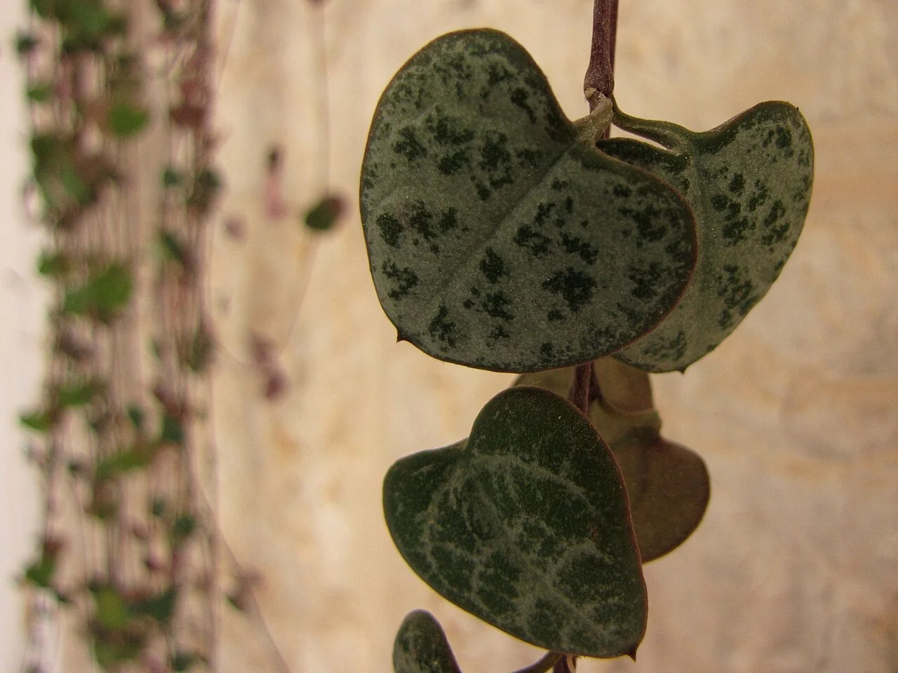 Leuchterblume – botanisches Art- oder Sortenbeispiel
