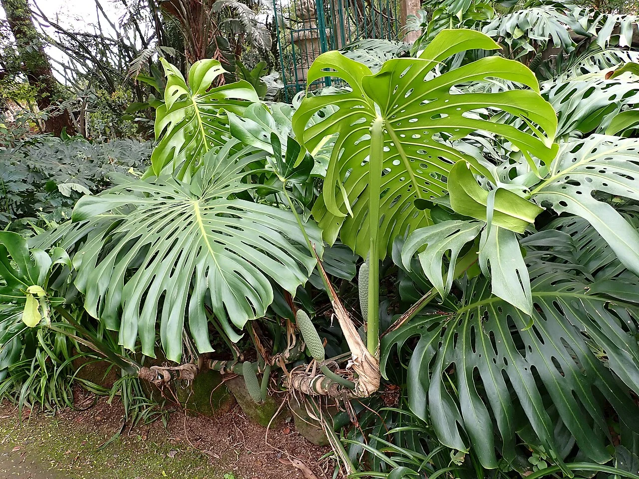 Monstera – botanisches Art- oder Sortenbeispiel