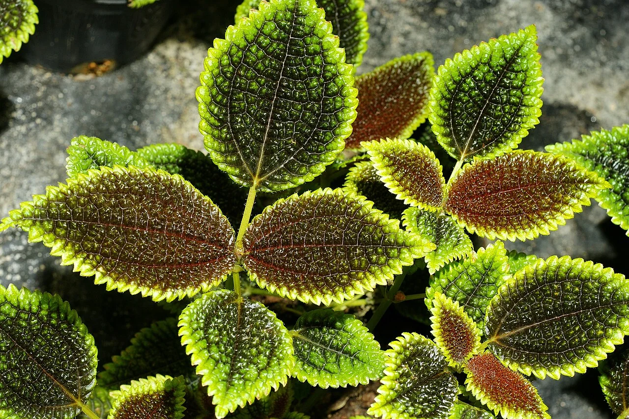 Mosaikpflanze – botanisches Art- oder Sortenbeispiel