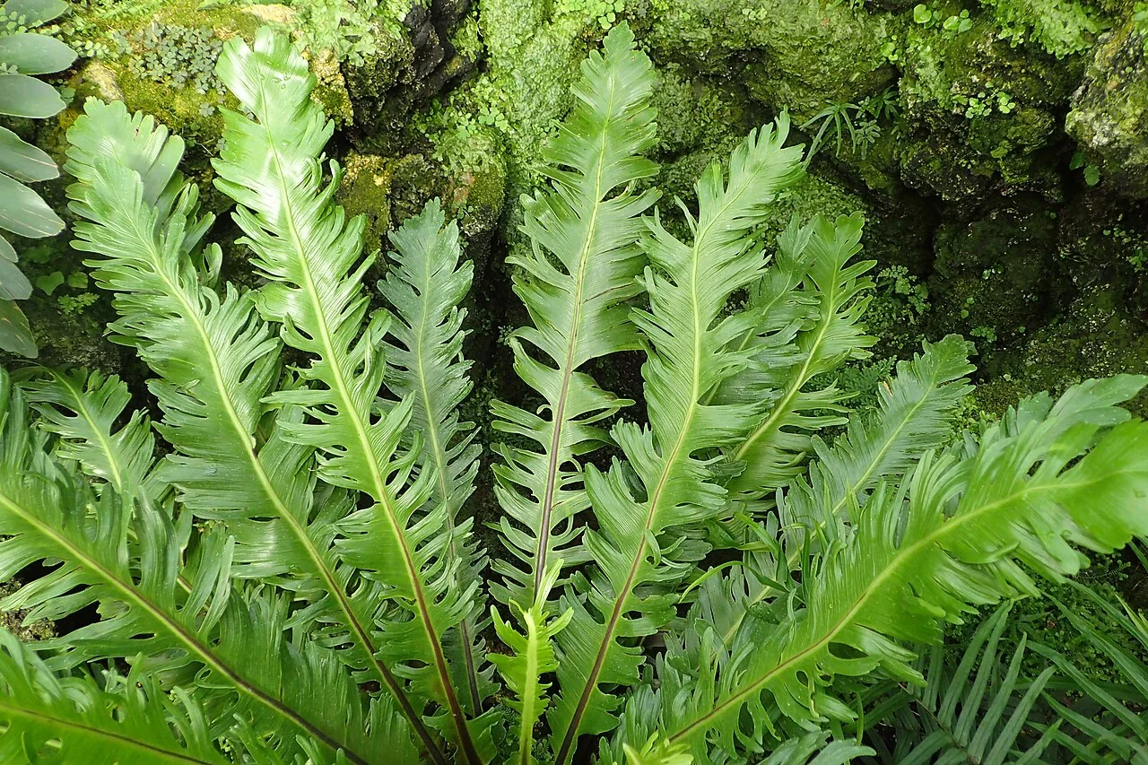 Nestfarn – botanisches Art- oder Sortenbeispiel