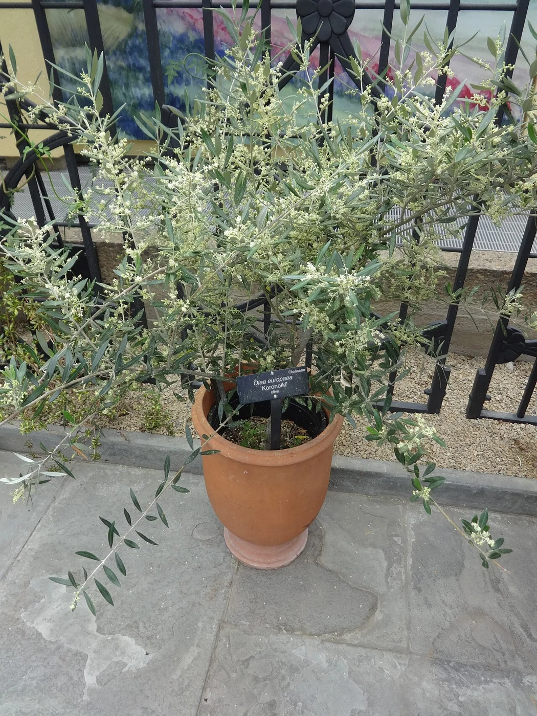 Olivenbaum – botanisches Art- oder Sortenbeispiel