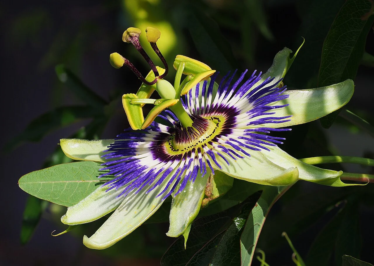 Passionsblume – botanisches Art- oder Sortenbeispiel