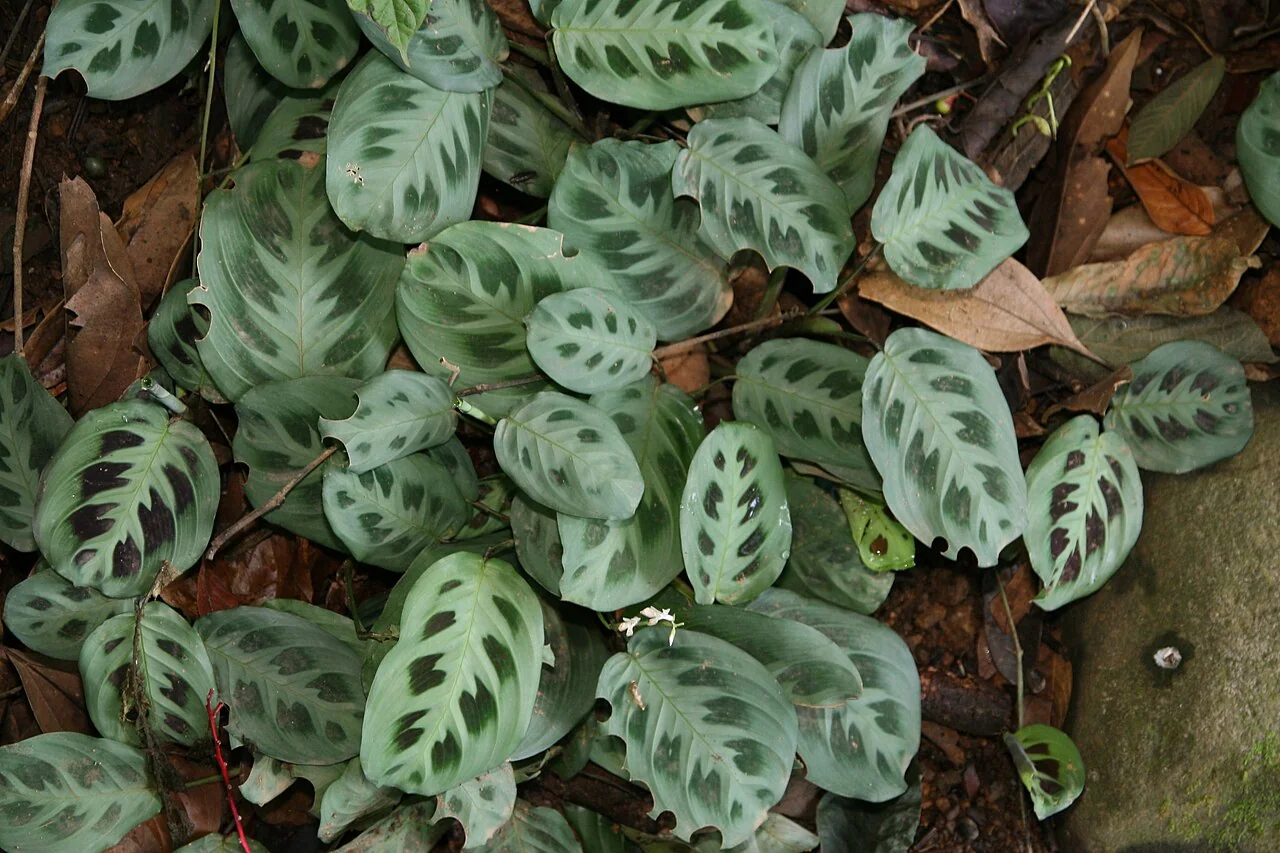 Pfeilwurz – botanisches Art- oder Sortenbeispiel
